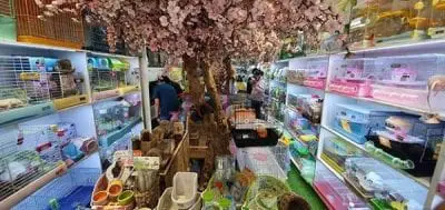 PETSHOP MIỀN ĐẤT HỨA